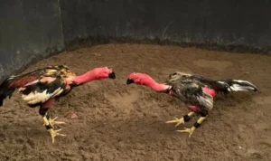 đá gà Sabong tại U888