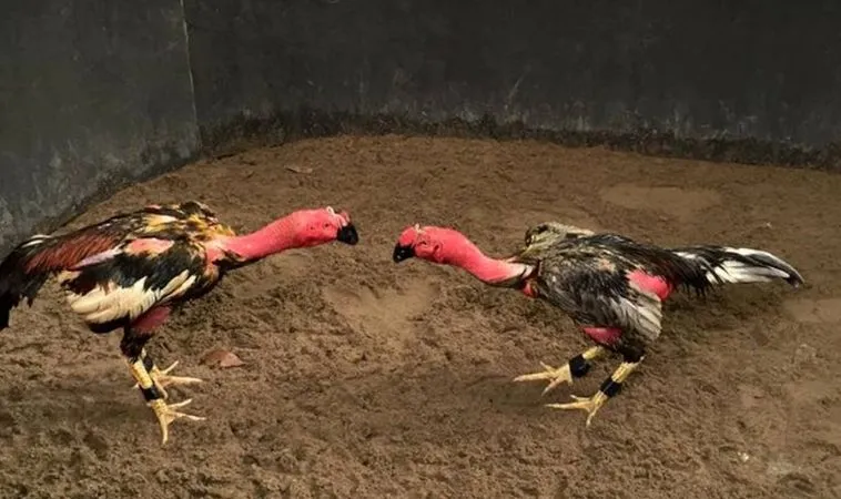 Cách Chơi Đá Gà Sabong Tại U888 Đỉnh Cao Giải Trí 1 đá gà Sabong tại U888